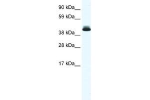WB Suggested Anti-PPARD Antibody Titration:  0. (PPARD Antikörper  (N-Term))