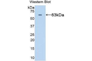 Western Blotting (WB) image for anti-Heat Shock 60kDa Protein 1 (Chaperonin) (HSPD1) (AA 1-573) antibody (ABIN1078108) (HSPD1 Antikörper  (AA 1-573))