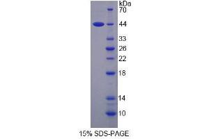 SDS-PAGE analysis of Human SMS Protein.