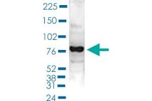 Western Blot (Cell lysate) analysis of 40 ug nuclear extracts of Hela cells. (PAPOLA Antikörper  (C-Term))