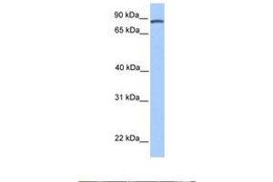 Image no. 1 for anti-Cyclin D Binding Myb-Like Transcription Factor 1 (DMTF1) (C-Term) antibody (ABIN6737876) (DMP1 Antikörper  (C-Term))