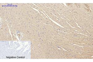 Immunohistochemical analysis of paraffin-embedded rat heart tissue. (Claudin 5 Antikörper  (AA 140-220))