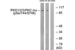 Western blot analysis of extracts from A549 cells treated with PMA 125ng/ml 30' and HT29 cells treated with serum 20% 15', using PKD1/2/3/PKC mu (Phospho-Ser738+Ser742) Antibody. (PKD1/2/3/PKC mu (AA 706-755), (pSer738) Antikörper)