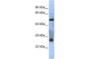 Western Blotting (WB) image for anti-MGC26647 antibody (ABIN2459921) (MGC26647 Antikörper)