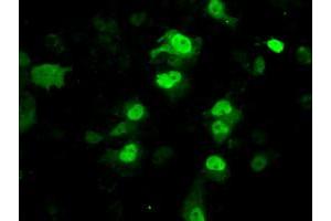 Anti-PPME1 mouse monoclonal antibody (ABIN2453493) immunofluorescent staining of COS7 cells transiently transfected by pCMV6-ENTRY PPME1 (RC200009). (PPME1 Antikörper)