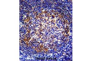 PAX5 Antibody (Center) immunohistochemistry analysis in formalin fixed and paraffin embedded human tonsil tissue followed by peroxidase conjugation of the secondary antibody and DAB staining. (PAX5 Antikörper  (Middle Region))