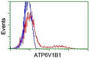 HEK293T cells transfected with either RC209462 overexpress plasmid (Red) or empty vector control plasmid (Blue) were immunostained by anti-ATP6V1B1 antibody (ABIN2454300), and then analyzed by flow cytometry. (ATP6V1B1 Antikörper)
