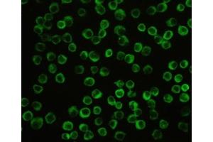 Immunocytochemistry (ICC) image for anti-NLR Family, Pyrin Domain Containing 3 (NLRP3) (N-Term) antibody (ABIN3032021)