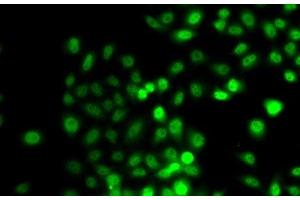 Immunofluorescence analysis of A549 cells using PRDM7 Polyclonal Antibody (PRDM7 Antikörper)