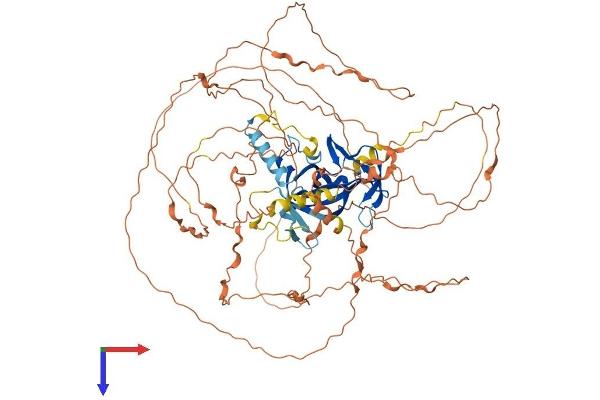BAHD1 Protein (AA 1-780) (His tag)