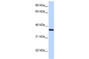 Western Blotting (WB) image for anti-Lipocalin 12 (LCN12) antibody (ABIN2460058)