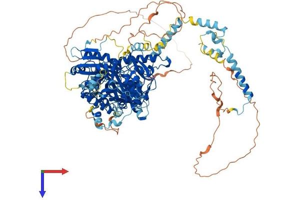 POP1 Protein (AA 1-1024) (His tag)
