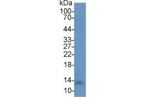 MIF Antikörper