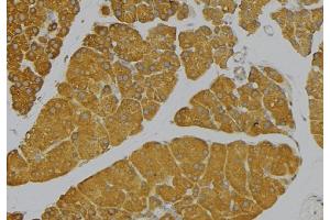 ABIN6273662 at 1/100 staining Human pancreas tissue by IHC-P. (IL-9 Antikörper  (Internal Region))