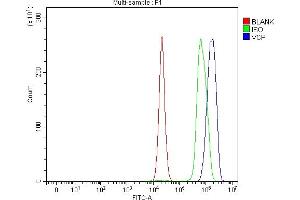 Flow Cytometry analysis of C6 cells using anti-VCP antibody (ABIN7599605). (VCP Antikörper  (AA 10-512))