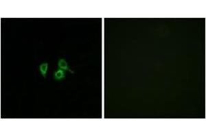 Immunofluorescence analysis of A549 cells, using OR10H4 Antibody. (OR10H4 Antikörper  (AA 161-210))
