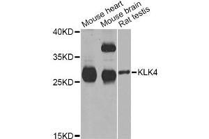 Western blot analysis of extracts of various cell lines, using KLK4 Antibody (ABIN5973996) at 1/1000 dilution. (Kallikrein 4 Antikörper)