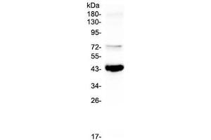 Western blot testing of human Raji cell lysate with PAX5 antibody at 0. (PAX5 Antikörper)