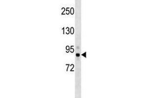 Tbk1 antibody western blot analysis in mouse cerebellum tissue lysate. (TBK1 Antikörper  (AA 8-35))