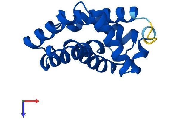 Hemoglobin, mu Protein (AA 1-141) (His tag)