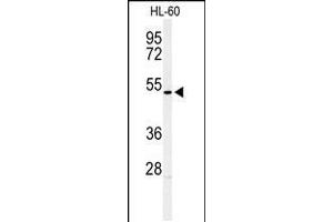 Western blot analysis of HOXA3 Antibody in HL-60 cell line lysates (35ug/lane) (HOXA3 Antikörper  (C-Term))