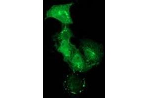 Anti-PDLIM2 mouse monoclonal antibody (ABIN2454465) immunofluorescent staining of COS7 cells transiently transfected by pCMV6-ENTRY PDLIM2 (RC210022). (PDLIM2 Antikörper)