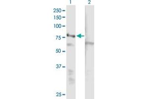 Western Blot analysis of EHHADH expression in transfected 293T cell line by EHHADH MaxPab polyclonal antibody. (EHHADH Antikörper  (AA 1-723))