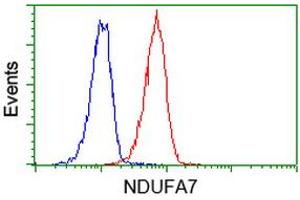 Image no. 1 for anti-NADH Dehydrogenase (Ubiquinone) 1 alpha Subcomplex, 7, 14.5kDa (NDUFA7) antibody (ABIN1499662) (NDUFA7 Antikörper)