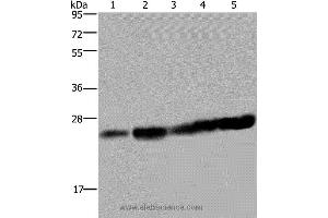 Western blot analysis of Hela and Jurkat cell, mouse liver tissue, K562 and A375 cell, using MOB1A Polyclonal Antibody at dilution of 1:200 (MOB1A Antikörper)