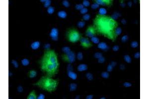 Anti-ATG3 mouse monoclonal antibody (ABIN2454919) immunofluorescent staining of COS7 cells transiently transfected by pCMV6-ENTRY ATG3 (RC203453). (ATG3 Antikörper)