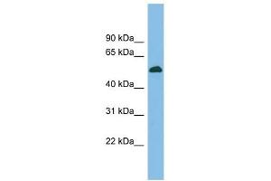 BRUNOL5 antibody used at 1 ug/ml to detect target protein. (CELF5 Antikörper  (Middle Region))