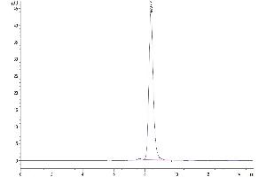 Size-exclusion chromatography-High Pressure Liquid Chromatography (SEC-HPLC) image for Follicle Stimulating Hormone, beta Polypeptide (FSHB) (AA 19-129) protein (Fc Tag) (ABIN7274687)