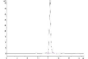 The purity of Human FSHB is greater than 95 % as determined by SEC-HPLC. (FSHB Protein (AA 19-129) (Fc Tag))