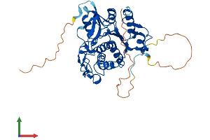 AlphaFold protein structure predicition of Mouse Recombinant Atg4a Protein, UniprotID Q8C9S8