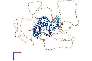 CBL Protein (AA 1-906) (His tag)