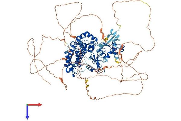 CBL Protein (AA 1-906) (His tag)
