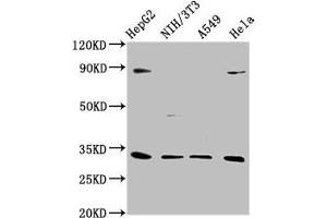 Western Blot Positive WB detected in: HepG2 whole cell lysate, NIH/3T3 whole cell lysate, A549 whole cell lysate, Hela whole cell lysate All lanes: DUSP4 antibody at 1:1000 Secondary Goat polyclonal to rabbit IgG at 1/50000 dilution Predicted band size: 43, 33 kDa Observed band size: 33 kDa (DUSP4 Antikörper  (AA 109-198))