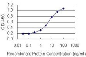 Detection limit for recombinant GST tagged MORF4L1 is 0. (MORF4L1 Antikörper  (AA 1-100))