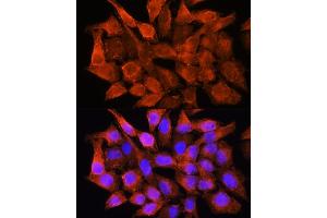 Immunofluorescence analysis of HeLa cells using AMT Rabbit pAb (ABIN6127345, ABIN6136850, ABIN6136851 and ABIN6225250) at dilution of 1:100. (Aminomethyltransferase Antikörper  (AA 107-386))
