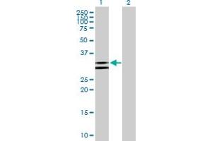 Western Blot analysis of NUDT6 expression in transfected 293T cell line by NUDT6 MaxPab polyclonal antibody.