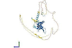 AlphaFold protein structure predicition of Mouse Recombinant Foxb1 Protein, UniprotID Q64732