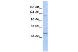 Image no. 1 for anti-KIAA0319L (KIAA0319L) (AA 575-624) antibody (ABIN6743532) (KIAA0319L Antikörper  (AA 575-624))