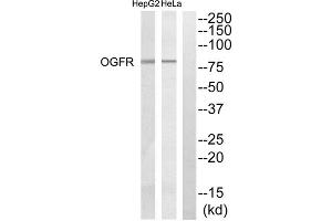Western blot analysis of extracts from Hela cells and HepG2 cells, using OGFR antibody.