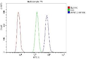 Flow Cytometry analysis of HL-60 cells using anti-ARNTL2 antibody (ABIN6719445). (ARNTL2 Antikörper  (AA 461-575))