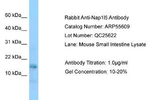 Western Blotting (WB) image for anti-Nucleosome Assembly Protein 1-Like 5 (NAP1L5) (Middle Region) antibody (ABIN2786284)