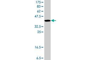 Western Blot detection against Immunogen (37. (Ephrin B2 Antikörper  (AA 28-127))
