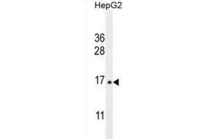 Western Blotting (WB) image for anti-Cystatin 9 (Testatin) (CST9) antibody (ABIN2995994) (CST9 Antikörper)