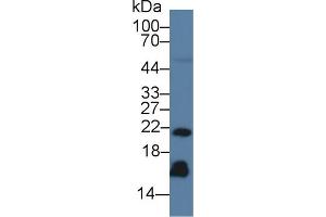 Western Blot; Sample: Human Serum; Primary Ab: 3µg/ml Mouse Anti-Human REG3g Antibody Second Ab: 0. (REG3g Antikörper  (AA 39-175))