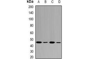 Western blot analysis of Fumarylacetoacetase expression in HepG2 (A), MCF7 (B), mouse liver (C), rat kidney (D) whole cell lysates.