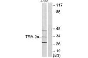 Western Blotting (WB) image for anti-Transformer 2 alpha Homolog (TRA2A) (AA 221-270) antibody (ABIN2879149) (TRA2A Antikörper  (AA 221-270))